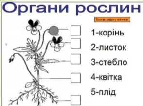 Які органи у квіткової рослини?